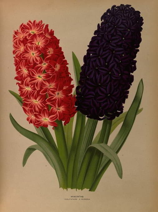 Arentine H. Arendsen - Hyacinths 5