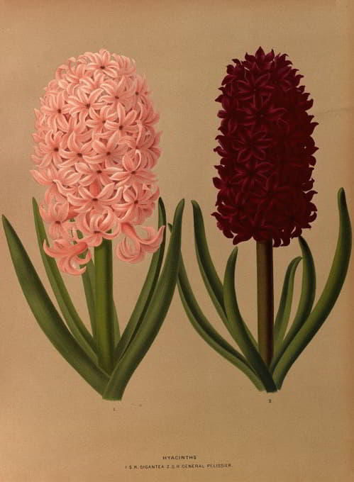 Arentine H. Arendsen - Hyacinths 8