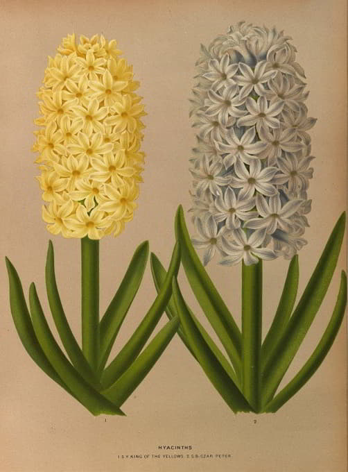 Arentine H. Arendsen - Hyacinths 9