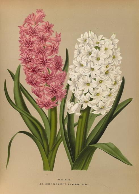 Arentine H. Arendsen - Hyacinths.  D.R.Noble Par Merite. 2. Sw Mont Blanc