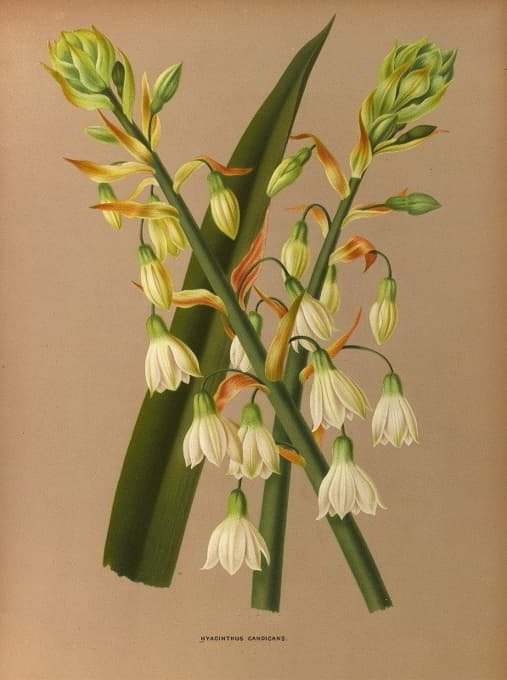 Arentine H. Arendsen - Hyacinthus Candicans