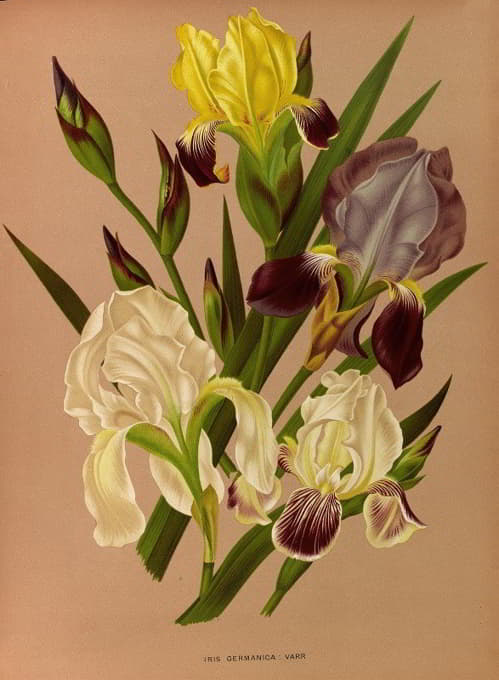 Arentine H. Arendsen - Iris Germanica  Varr