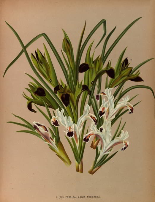 Arentine H. Arendsen - Iris Persica. 2. Iris Tuberosa,
