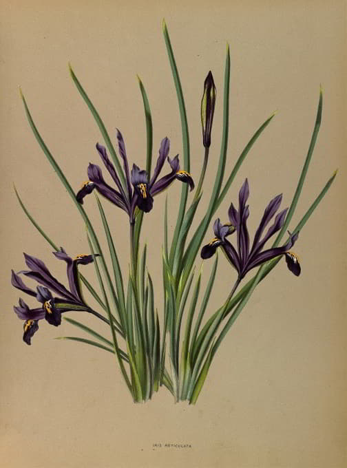 Arentine H. Arendsen - Iris Reticulata