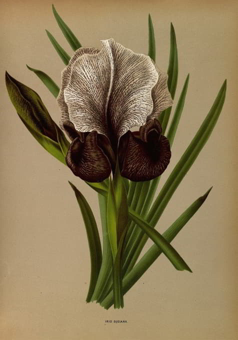 Arentine H. Arendsen - Iris Susiana