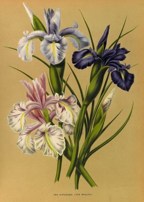 Arentine H. Arendsen - Iris Xiphioides (Iris Anglica)