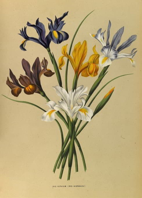 Arentine H. Arendsen - Iris Xiphium (Iris Hispanica)