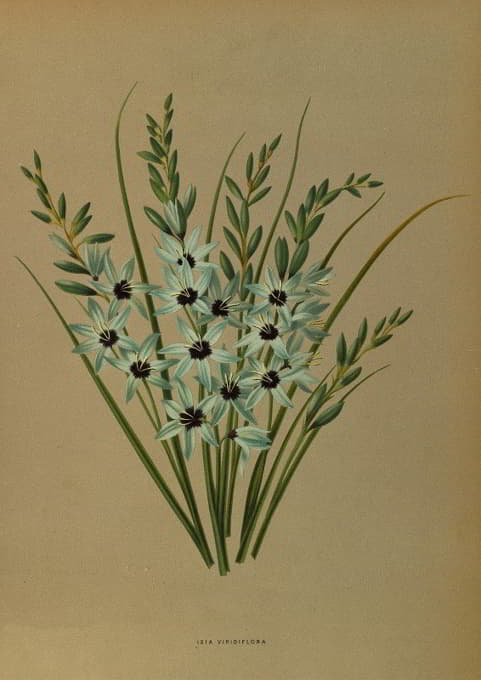 Arentine H. Arendsen - Ixia Viridiflora