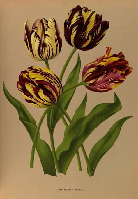 Arentine H. Arendsen - Late Tulips Bizarres