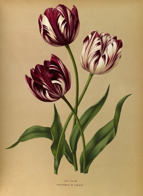 Arentine H. Arendsen - Late Tulips