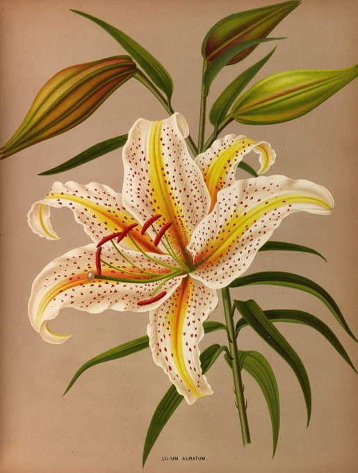 Arentine H. Arendsen - Lilium Auratum