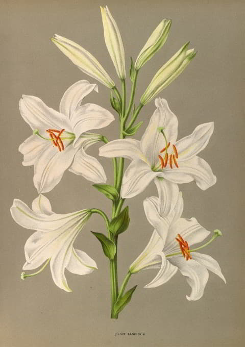Arentine H. Arendsen - Lilium Candidum