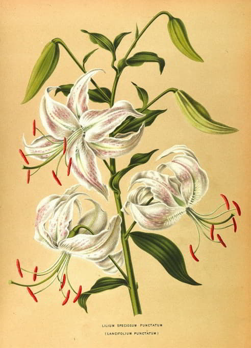 Arentine H. Arendsen - Lilium Speciosum Punctatum