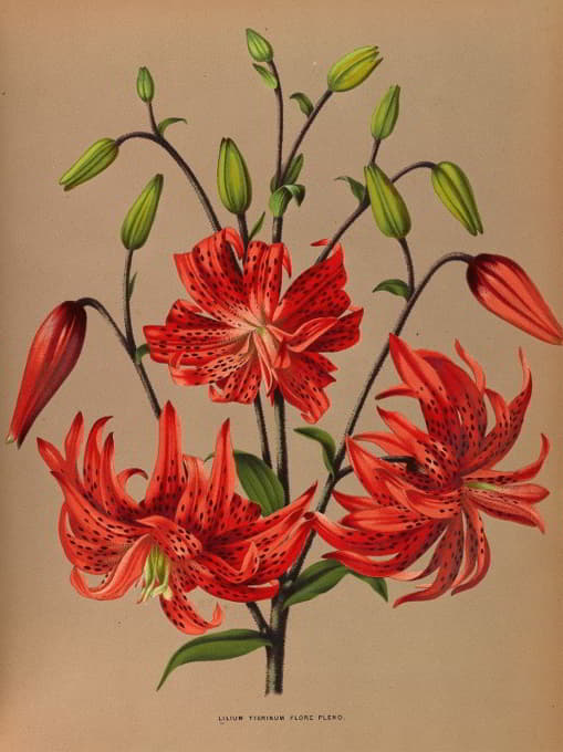 Arentine H. Arendsen - Lilium Tigrinum Flore Pleno.