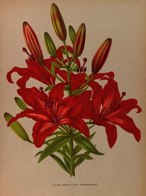 Arentine H. Arendsen - Lilium Umbellatum Incomparabile .
