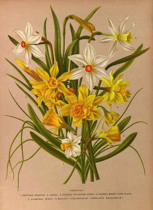 Arentine H. Arendsen - Narcissus 1