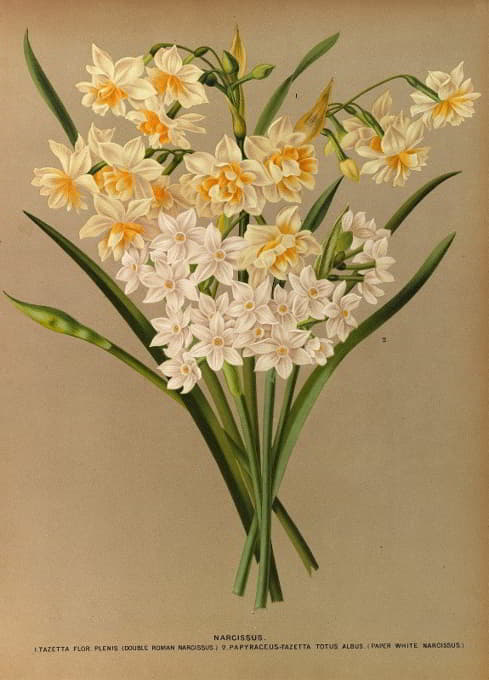 Arentine H. Arendsen - Narcissus 2