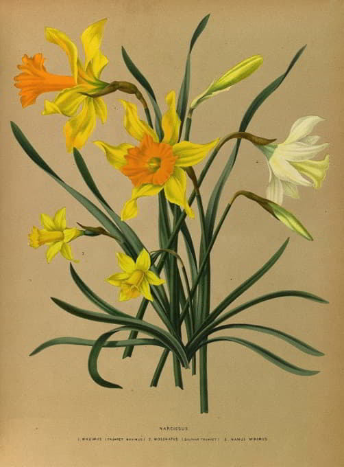 Arentine H. Arendsen - Narcissus 3