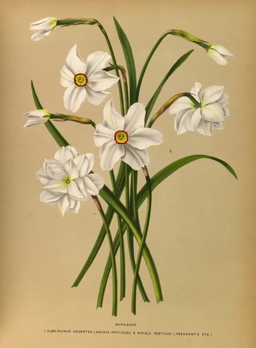 Arentine H. Arendsen - Narcissus 4