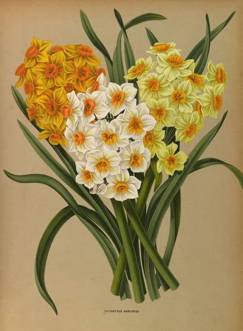 Arentine H. Arendsen - Polyanthus Narcissus