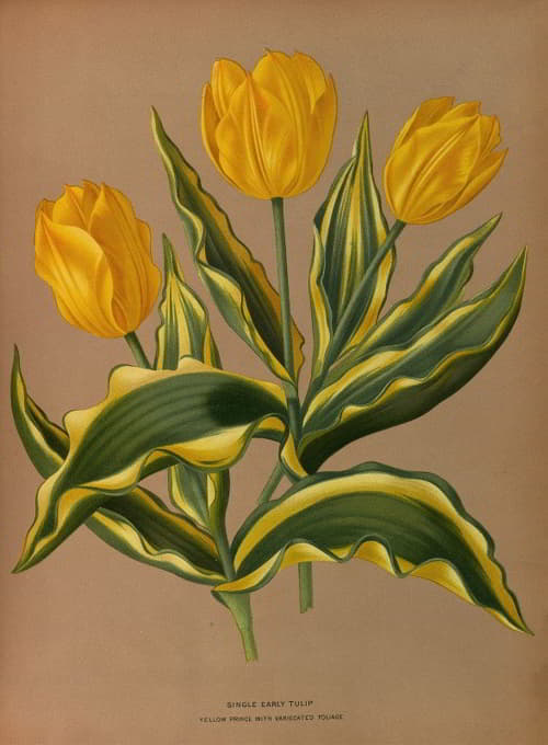 单瓣早生郁金香黄色王子花，叶子呈锯齿状
