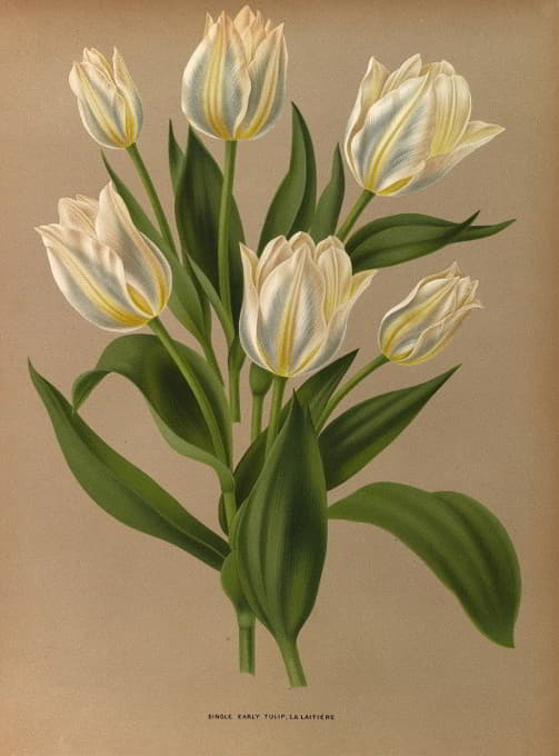 Arentine H. Arendsen - Single Early Tulip, La Laitiere