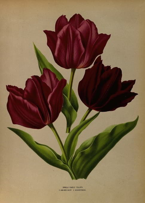 Arentine H. Arendsen - Single Early Tulips 1.Van Der Neer 2.Wouwerman