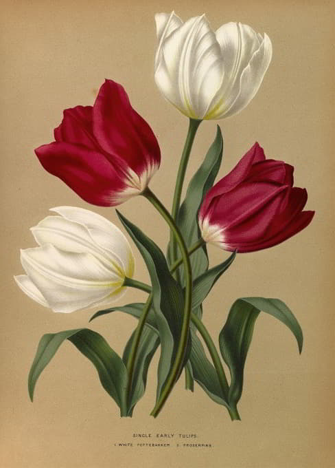 Arentine H. Arendsen - Single Early Tulips 1.White Pottebakker 2.Prosperpine