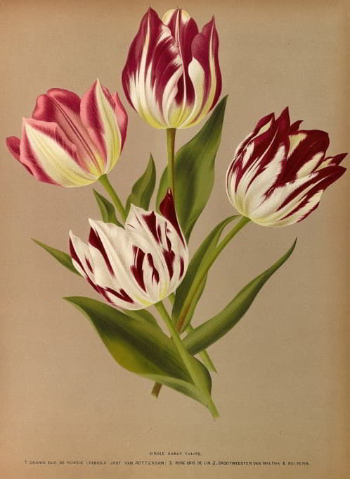 Arentine H. Arendsen - Single Early Tulips 2