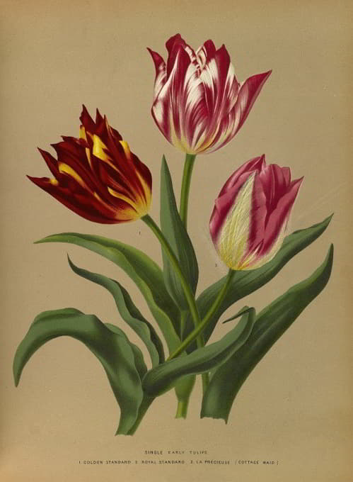 Arentine H. Arendsen - Single Early Tulips 3