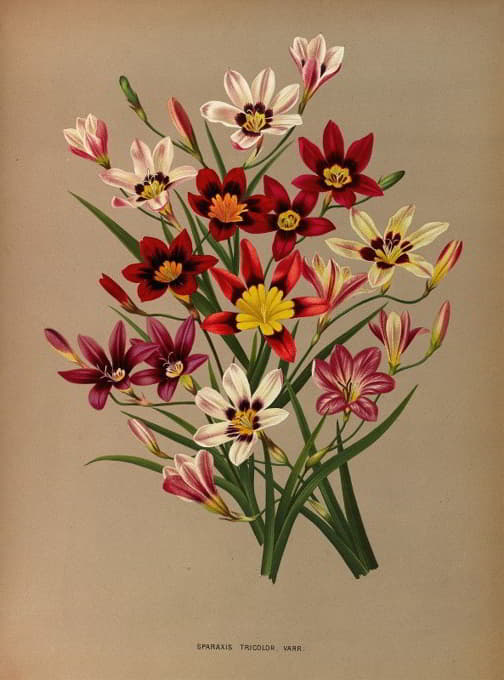 Arentine H. Arendsen - Sparaxis Tricolor. Varr.