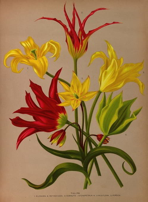 Arentine H. Arendsen - Tulipa