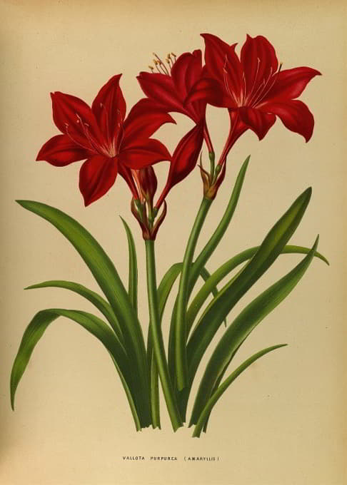 Arentine H. Arendsen - Vallota Purpurea ( Amaryllis )