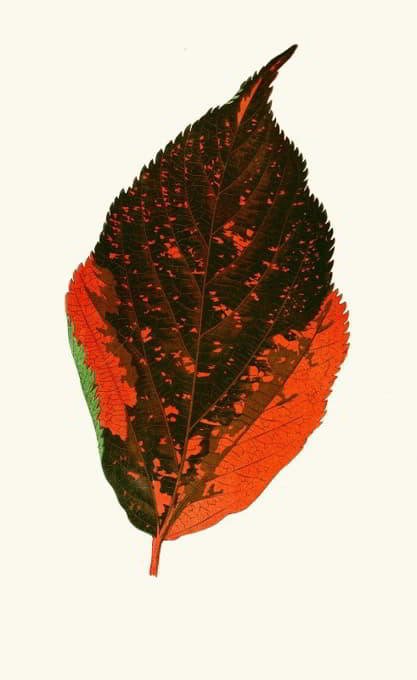 Edward Joseph Lowe - Acalypha Tricolor