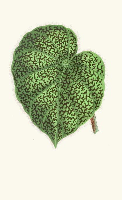Edward Joseph Lowe - Begonia Daedalea