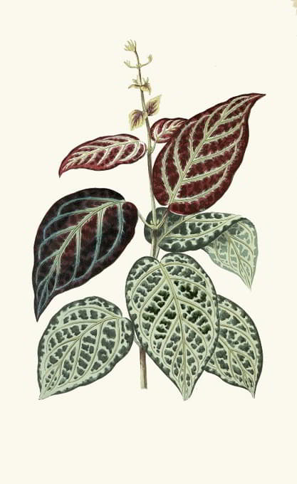 Edward Joseph Lowe - Bignonia Argyro-Violascens.