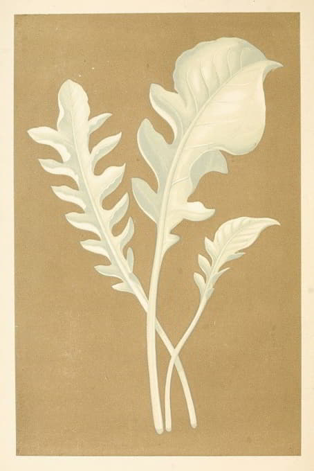 Edward Joseph Lowe - Centaurea Candidissima