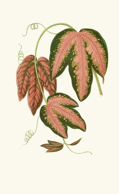 Edward Joseph Lowe - Passiflora Trifasciata