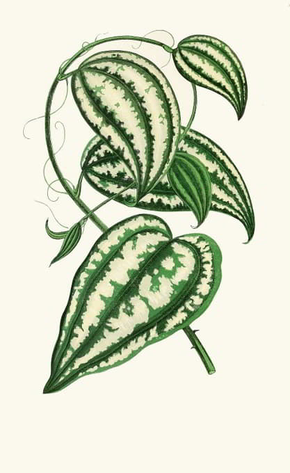 Edward Joseph Lowe - Smilax Macrophylla