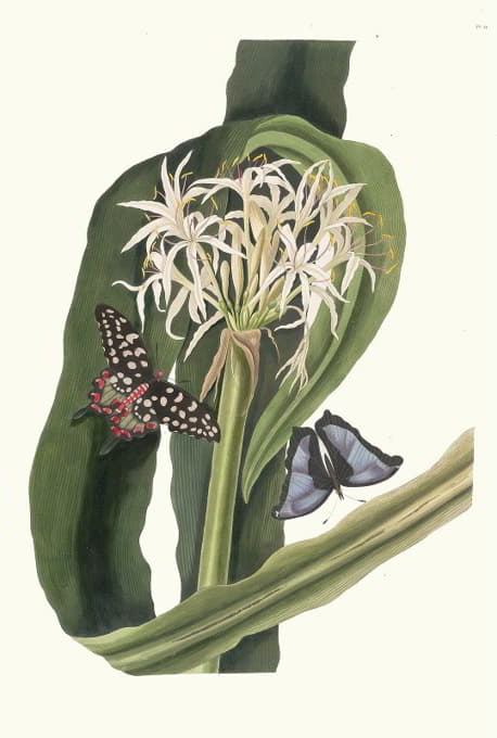 Priscilla Susan Bury - Crinum Pedunculatum. [River Lily]