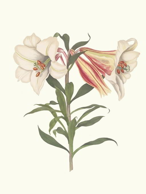 Priscilla Susan Bury - Lilium Japonicum.