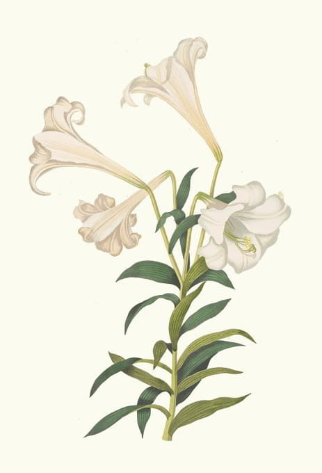 Priscilla Susan Bury - Lilium Longiflorum.
