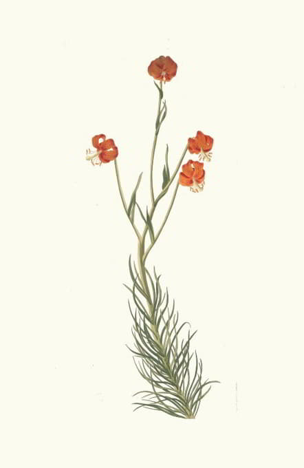 Priscilla Susan Bury - Lilium Pyrenaicum
