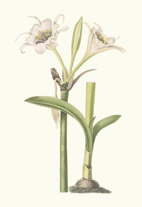 Priscilla Susan Bury - Pancratium Calathinum.