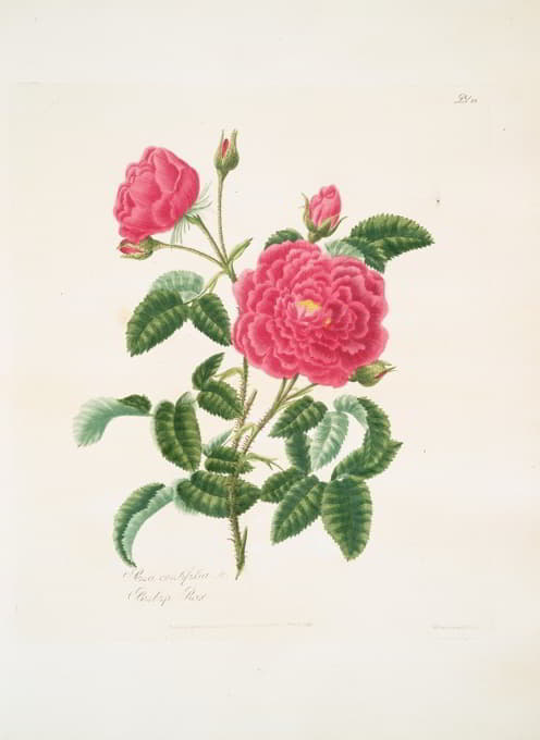 Mary Lawrance - Rosa centifolia2