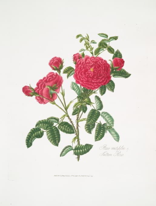 Mary Lawrance - Rosa centifolia3