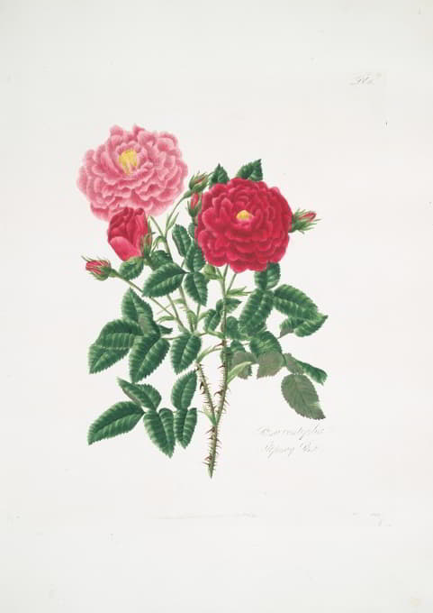 Mary Lawrance - Rosa centifolia6