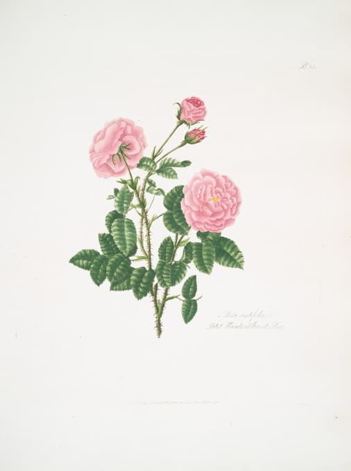 Mary Lawrance - Rosa centifolia8