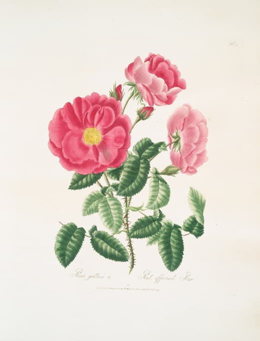 Mary Lawrance - Rosa gallica.