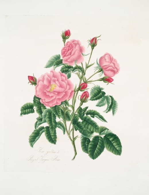 Mary Lawrance - Rosa gallica